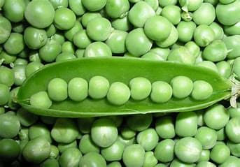 Green Peas