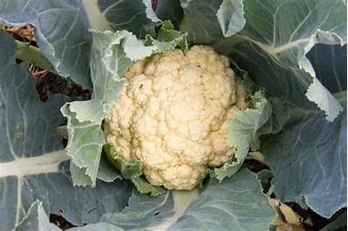 Cauliflower